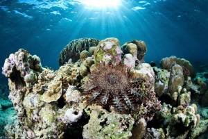 Acanthaster planci by Mathieu Foulquié 
